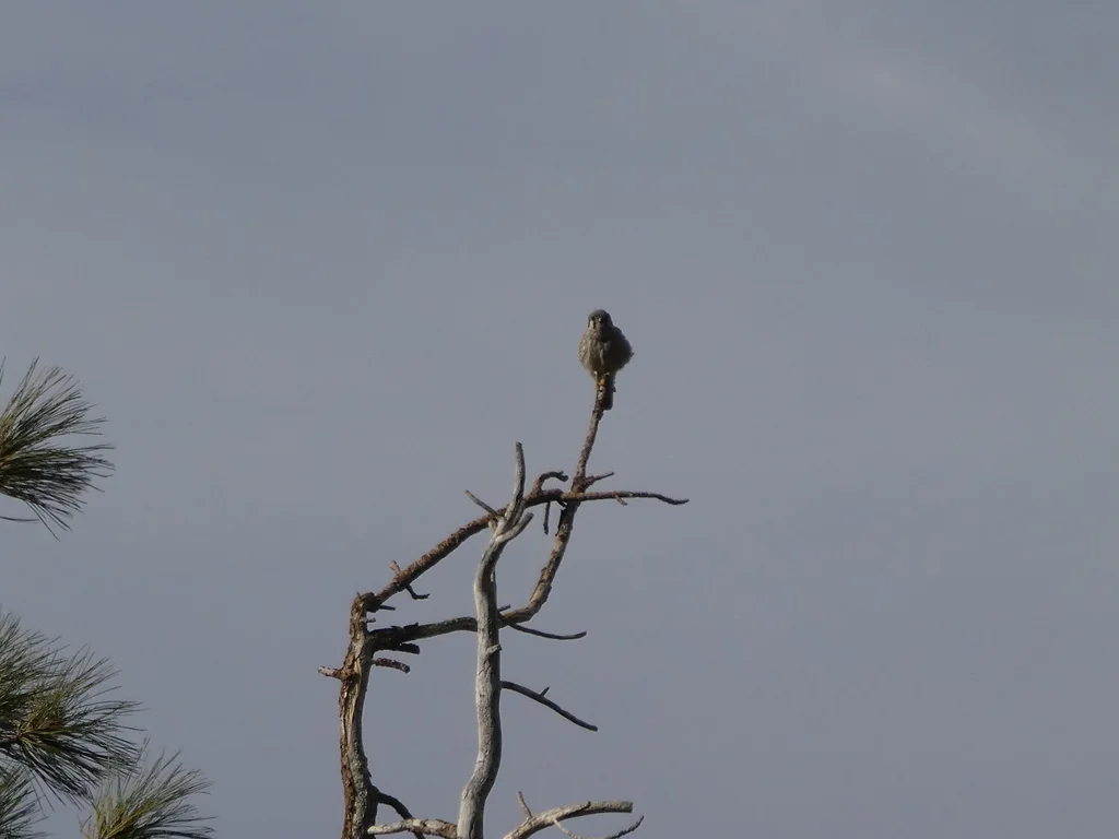 美洲隼(Falco sparverius)