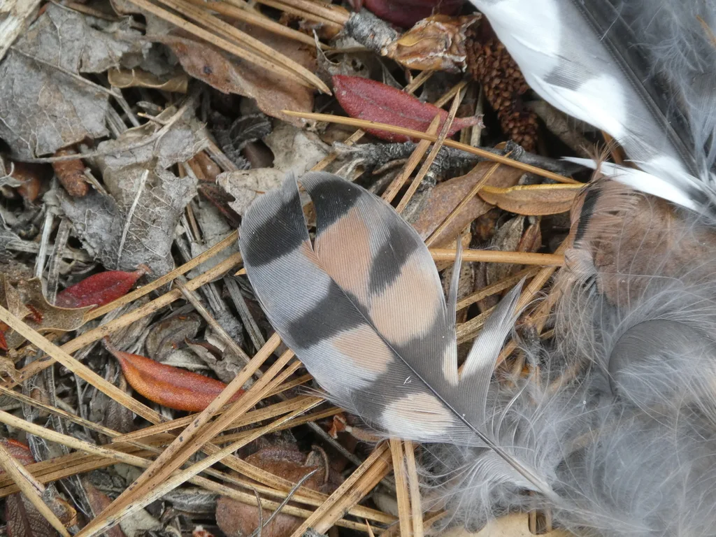 美洲隼(Falco sparverius)