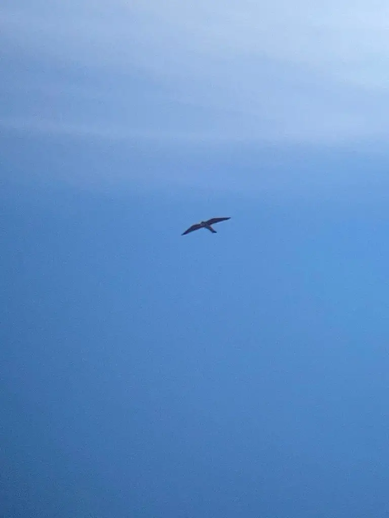 燕隼(Falco subbuteo)