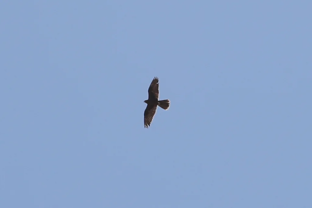 黑隼(Falco subniger)