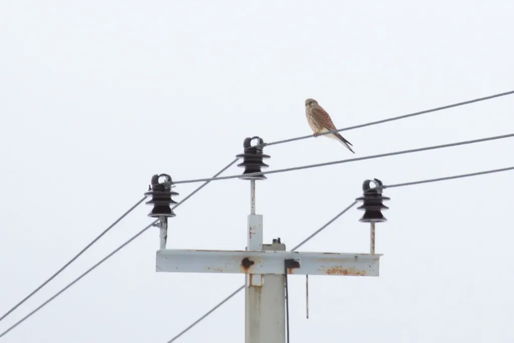 红隼(Falco tinnunculus)