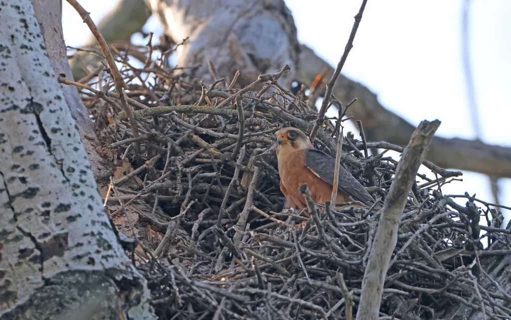 西红脚隼(Falco vespertinus)