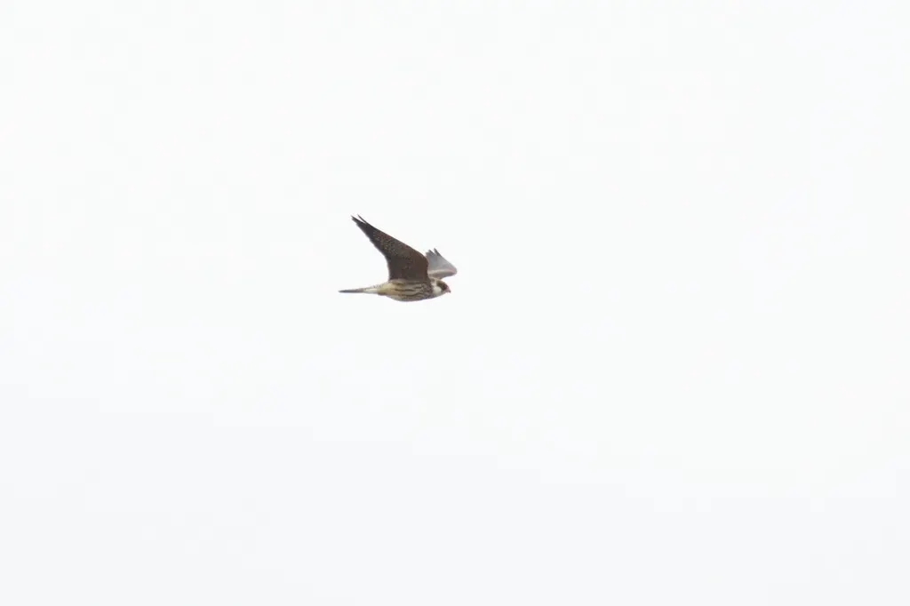 西红脚隼(Falco vespertinus)