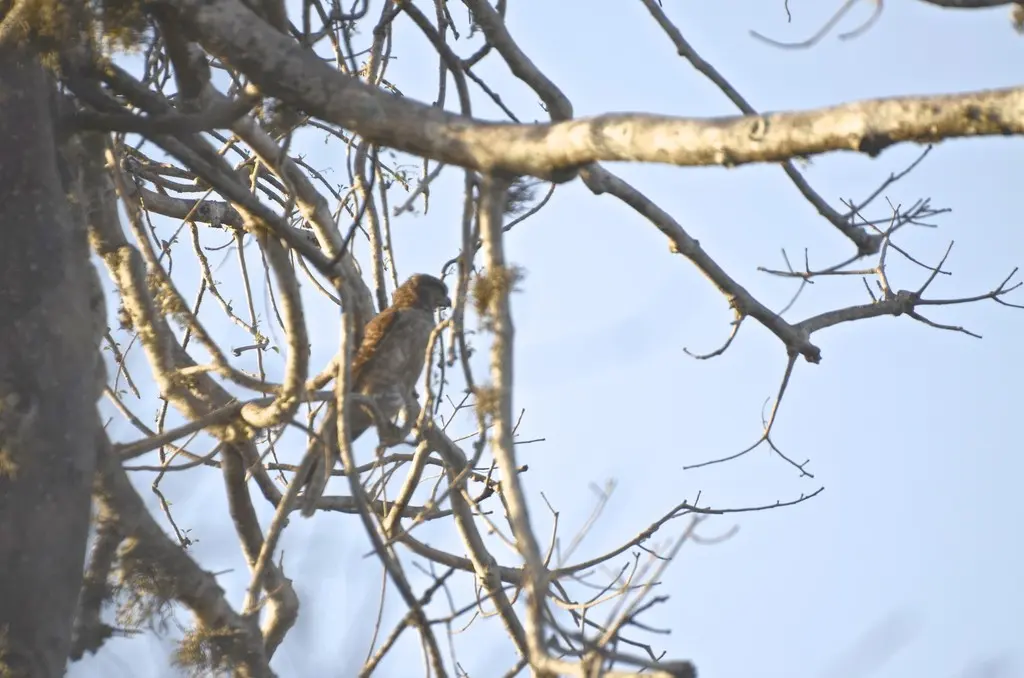 马岛斑隼（Falco zoniventris）