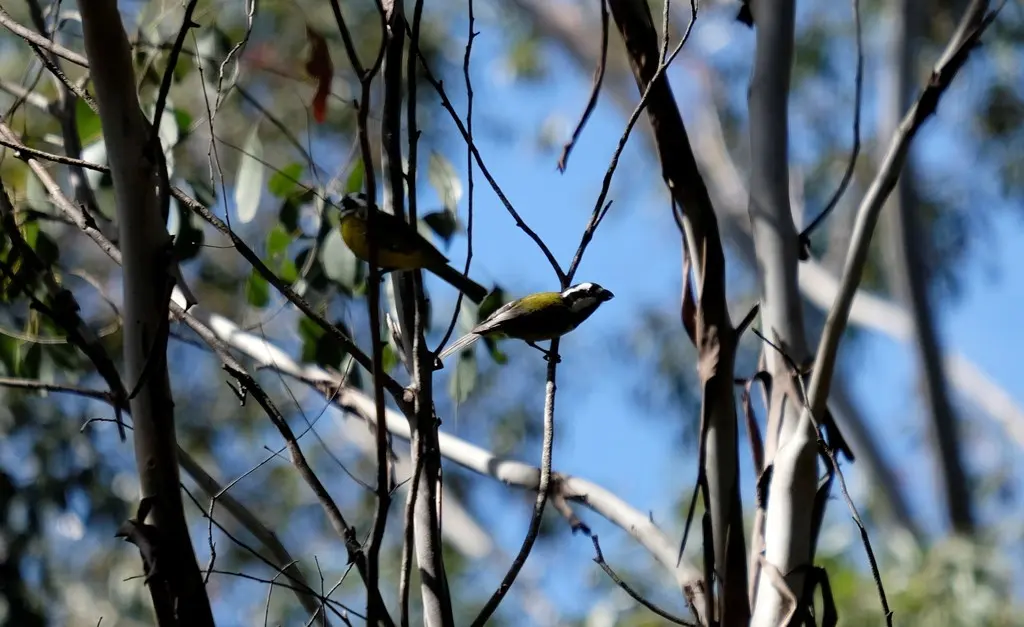 东鵙雀鹟(Falcunculus frontatus)