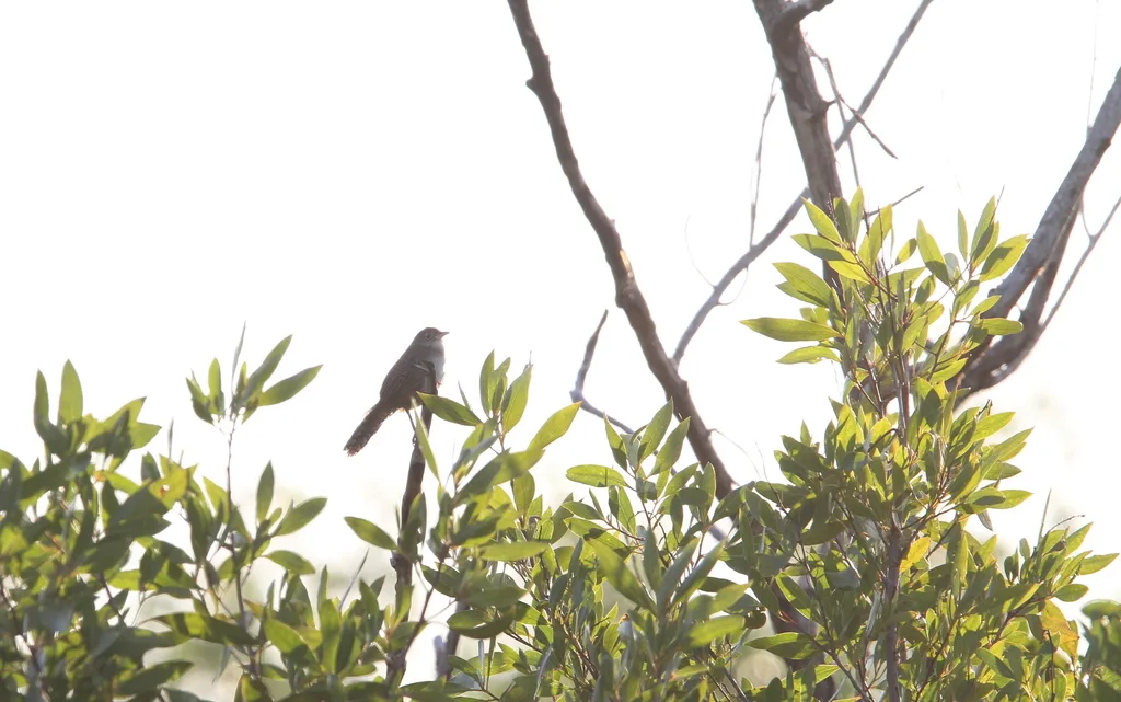 扎巴鹪鹩(Ferminia cerverai)