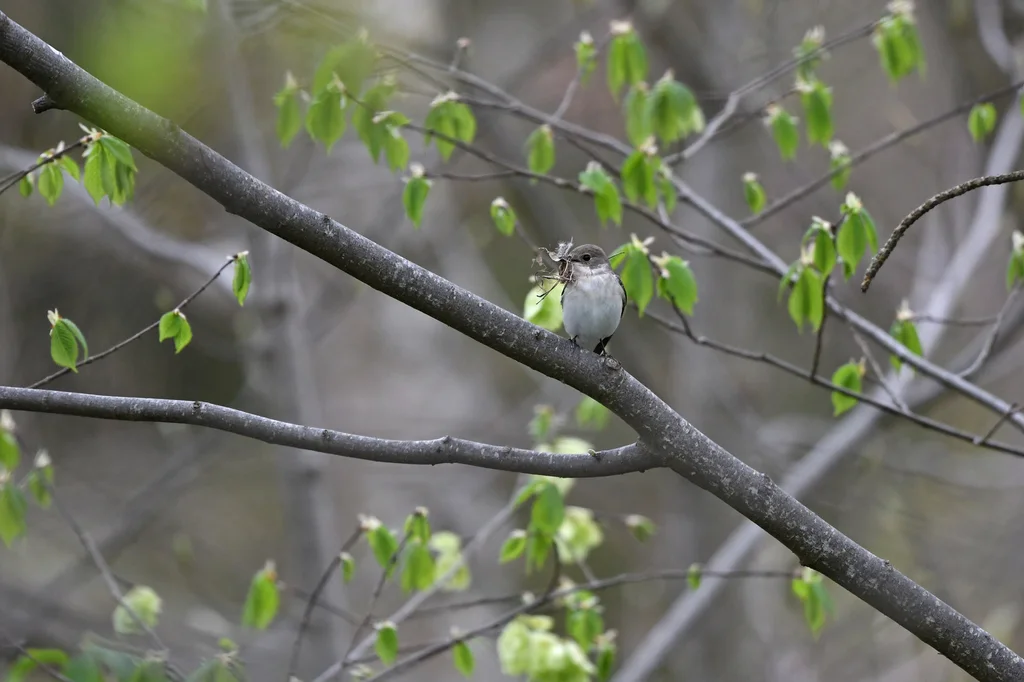 白领姬鹟(Ficedula albicollis)