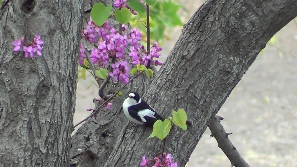 白领姬鹟(Ficedula albicollis)