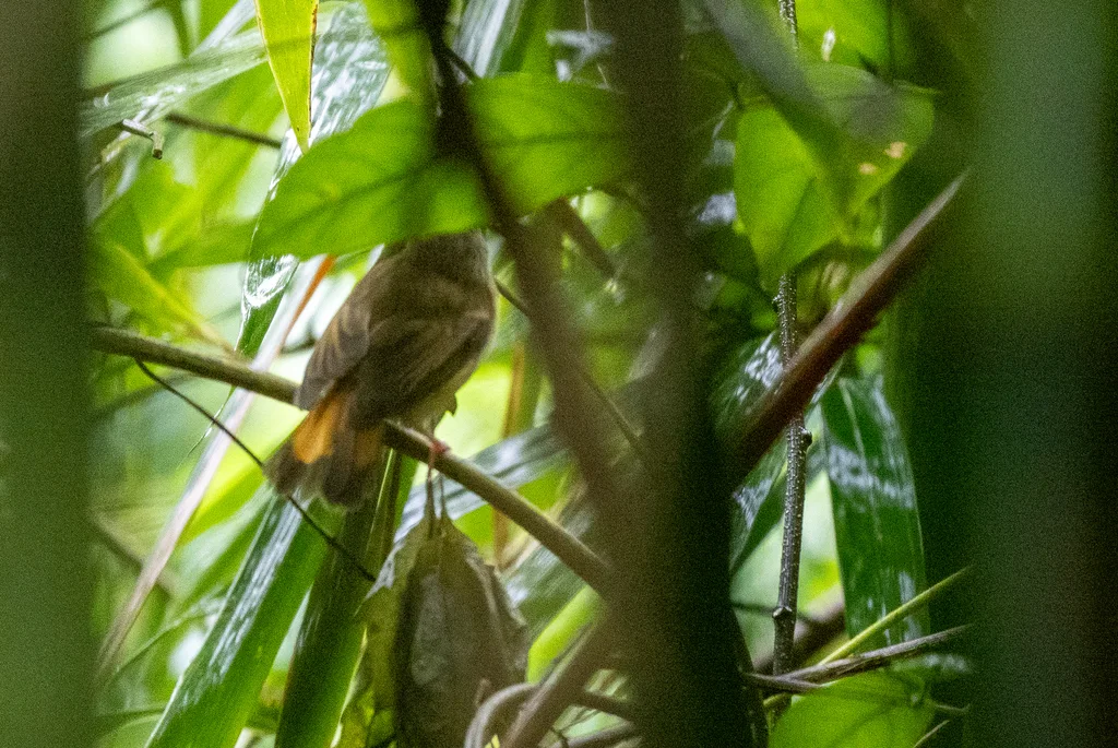 隐姬鹟(Ficedula disposita)