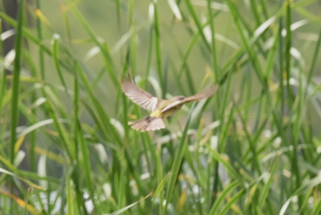 绿背姬鹟(Ficedula elisae)