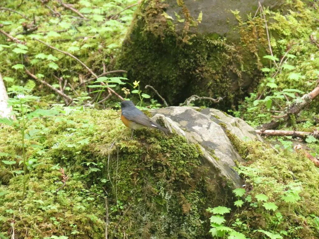锈胸蓝姬鹟(Ficedula erithacus)