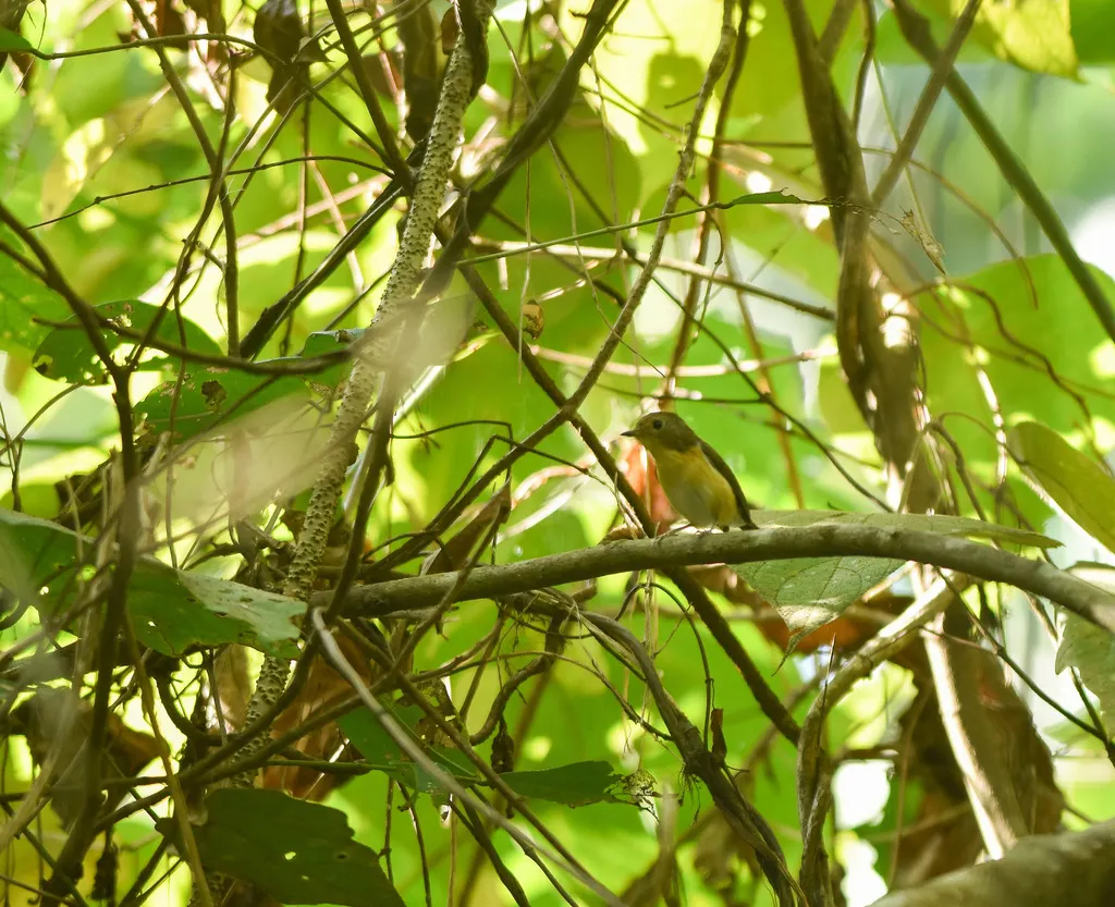 侏蓝姬鹟(Ficedula hodgsoni)