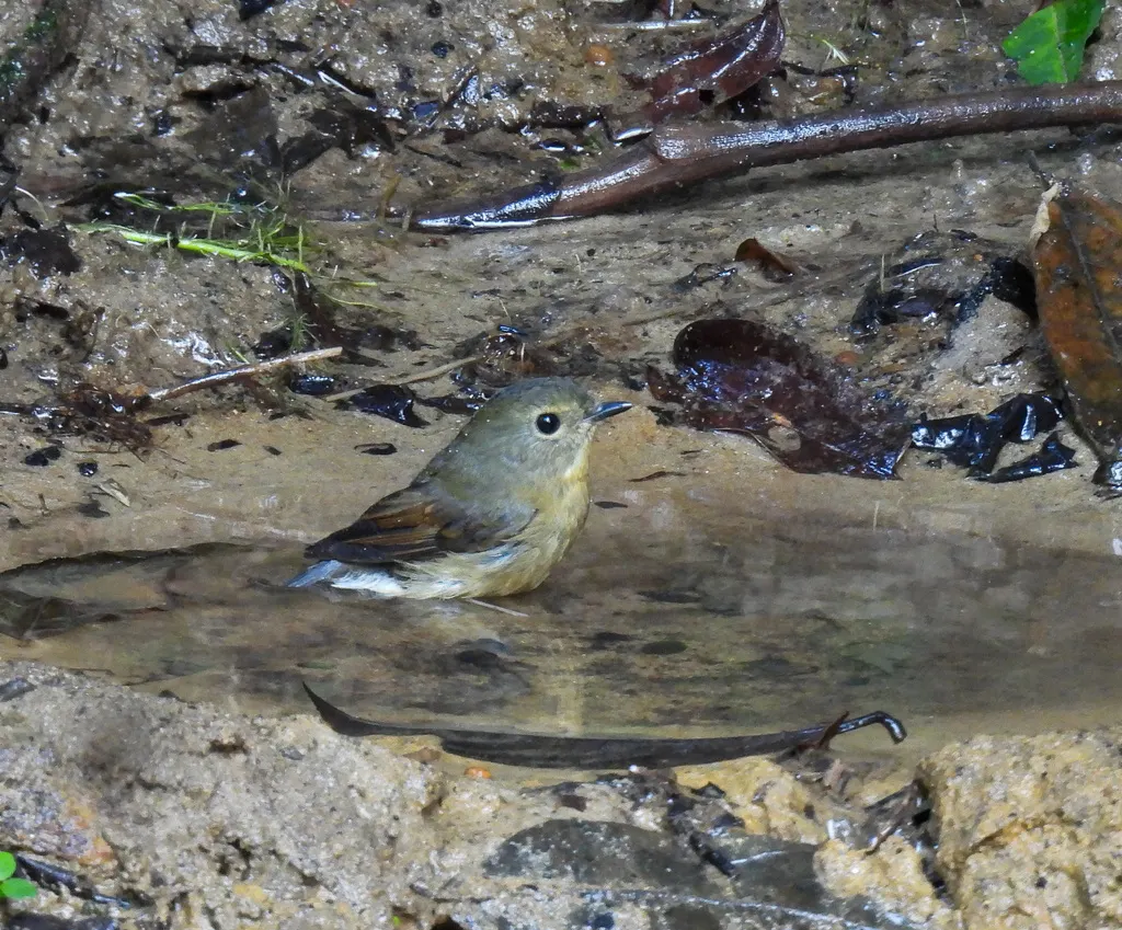 棕胸蓝姬鹟(Ficedula hyperythra)