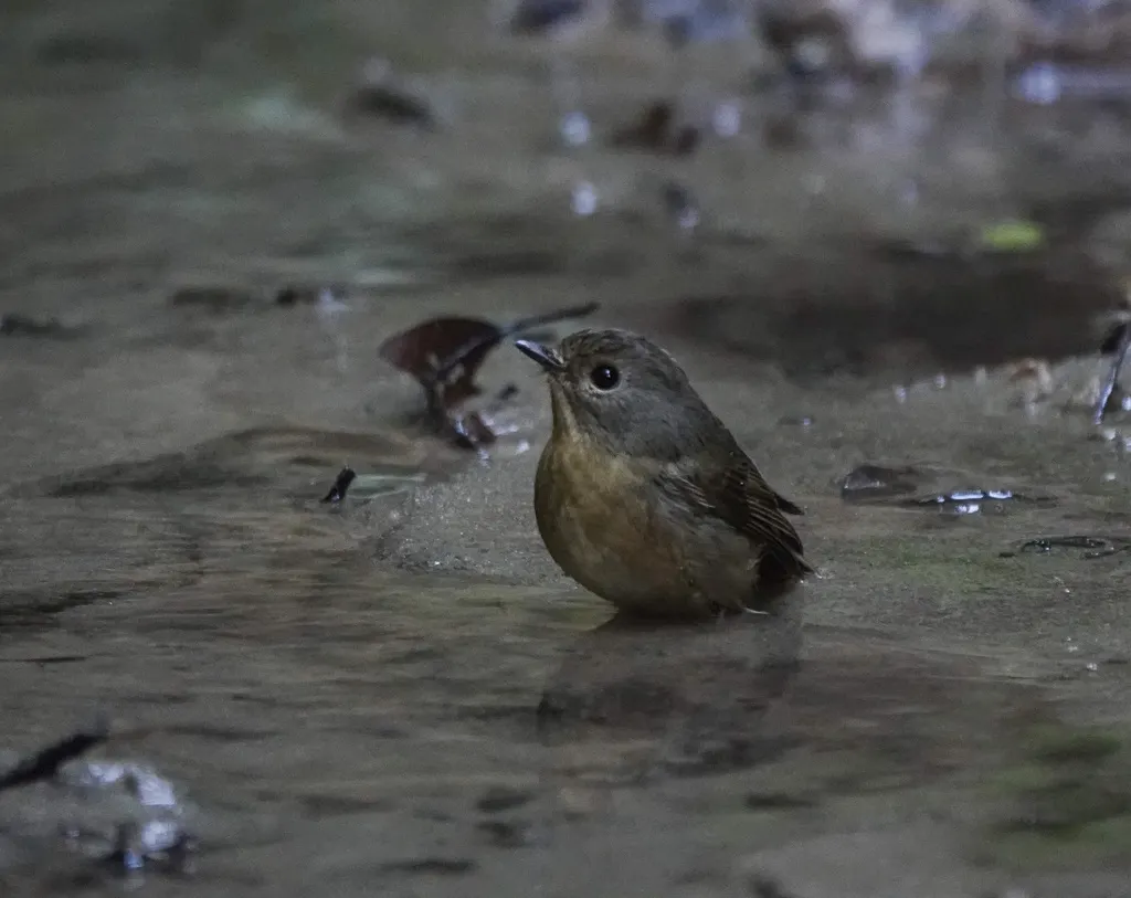 棕胸蓝姬鹟(Ficedula hyperythra)