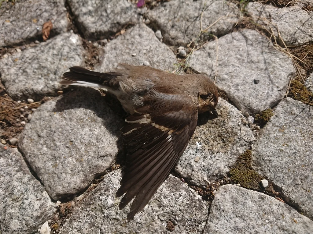 斑姬鹟(Ficedula hypoleuca)