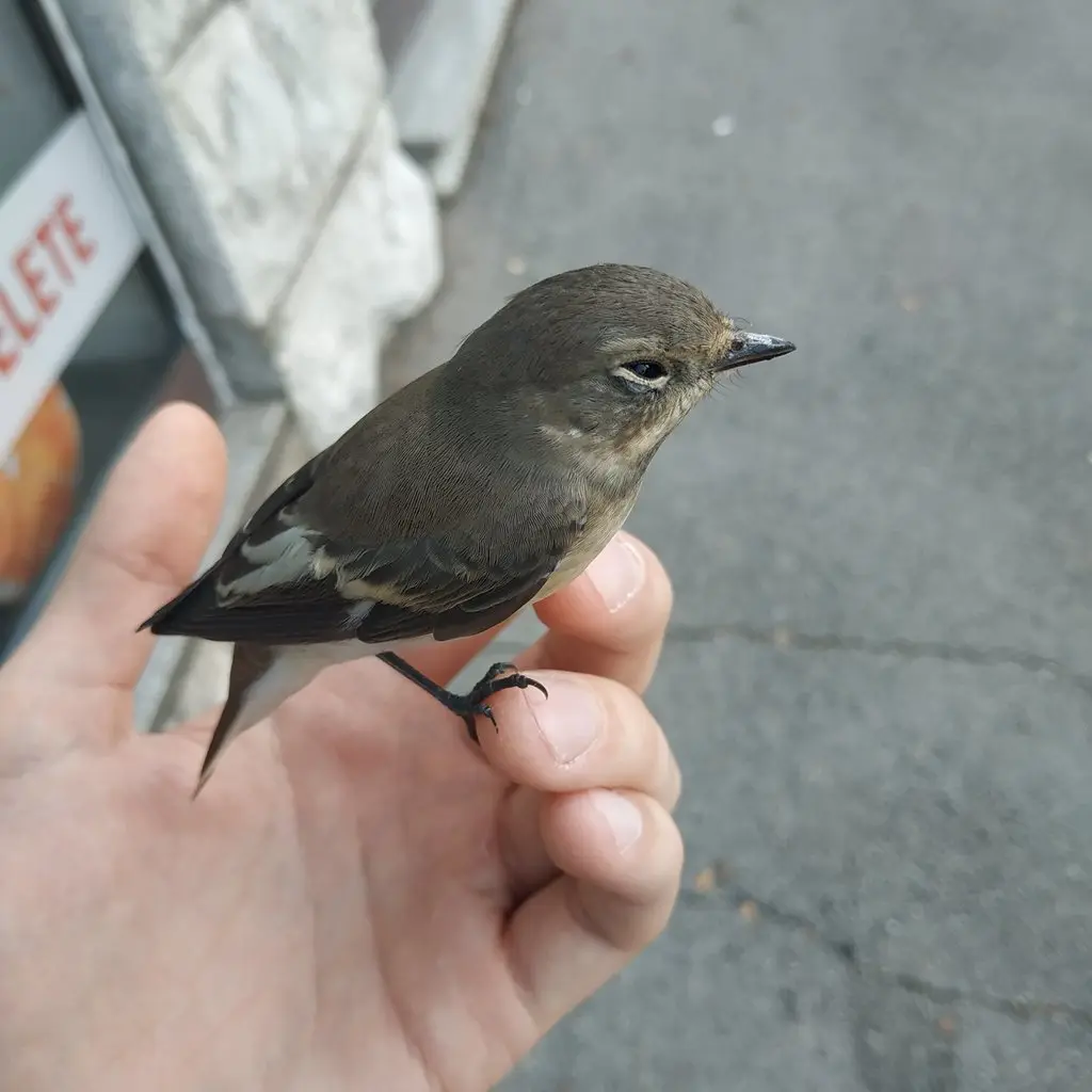斑姬鹟(Ficedula hypoleuca)