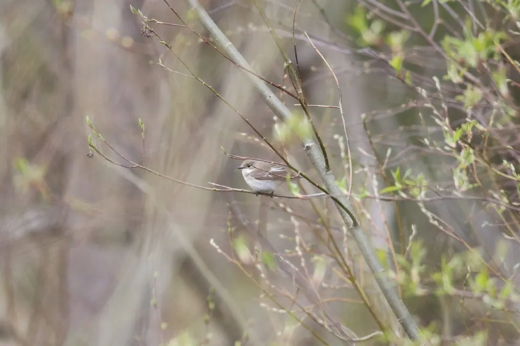 斑姬鹟(Ficedula hypoleuca)