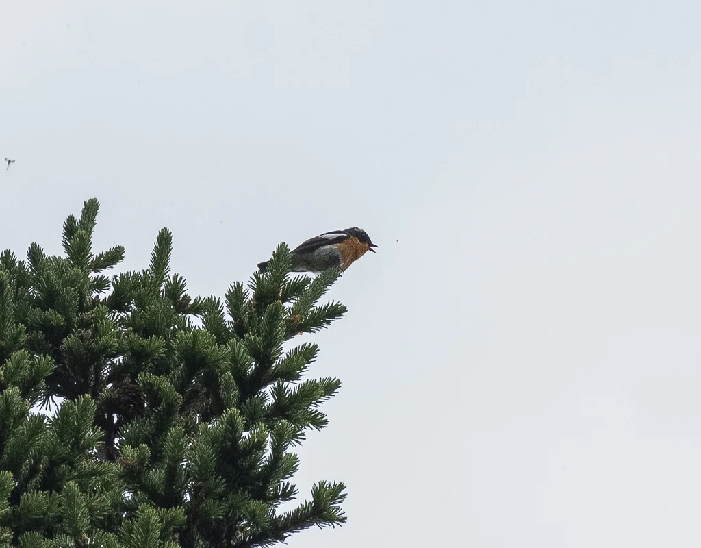 鸲姬鹟(Ficedula mugimaki)