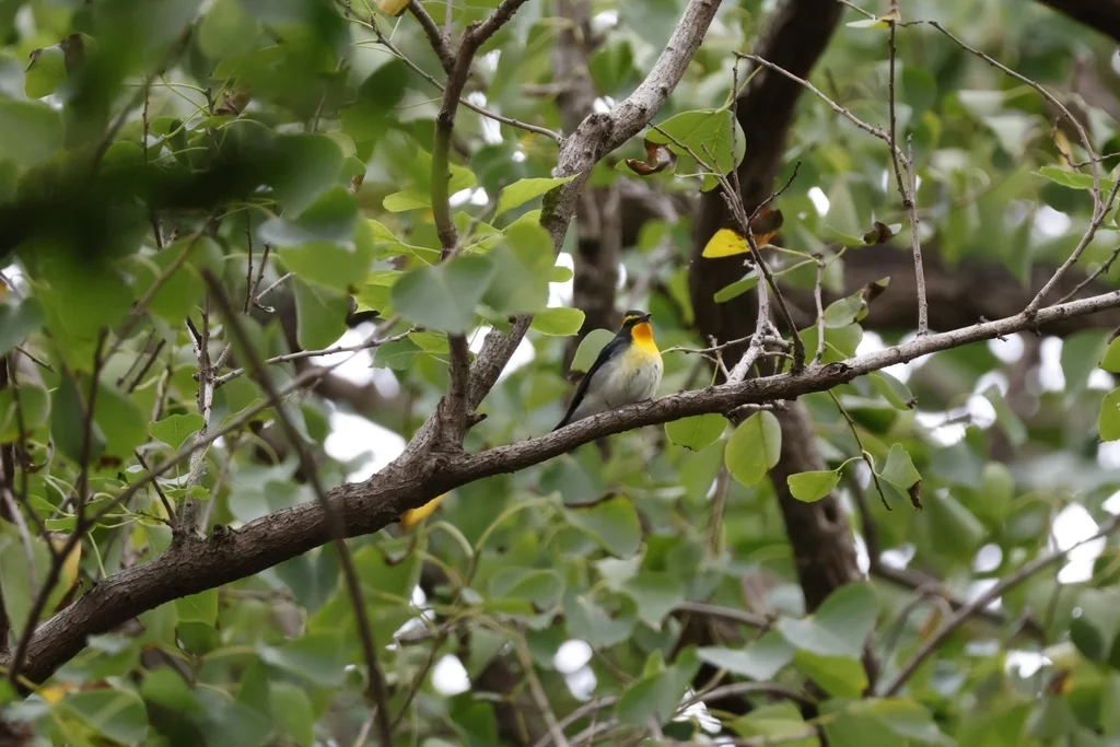 黄眉姬鹟(Ficedula narcissina)