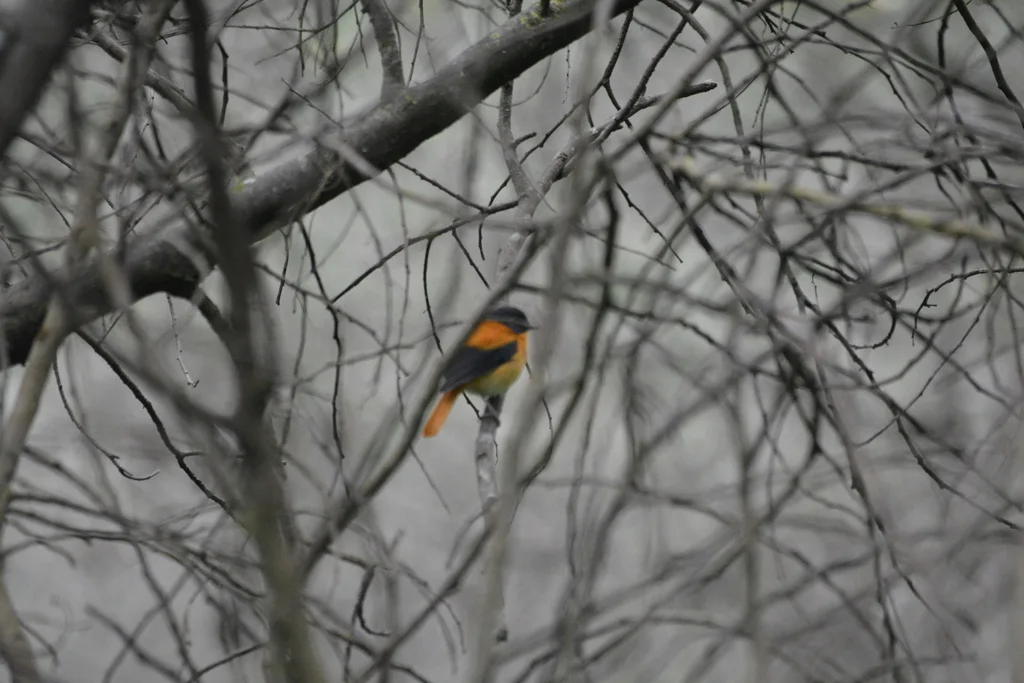 黑棕姬鹟(Ficedula nigrorufa)