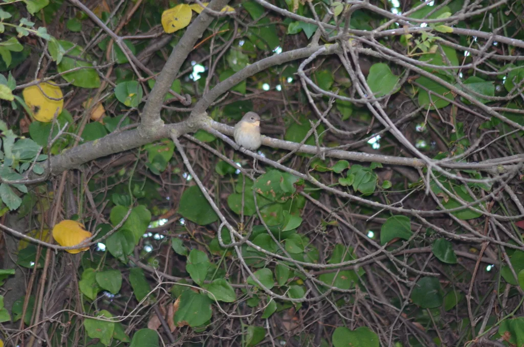 红胸姬鹟(Ficedula parva)