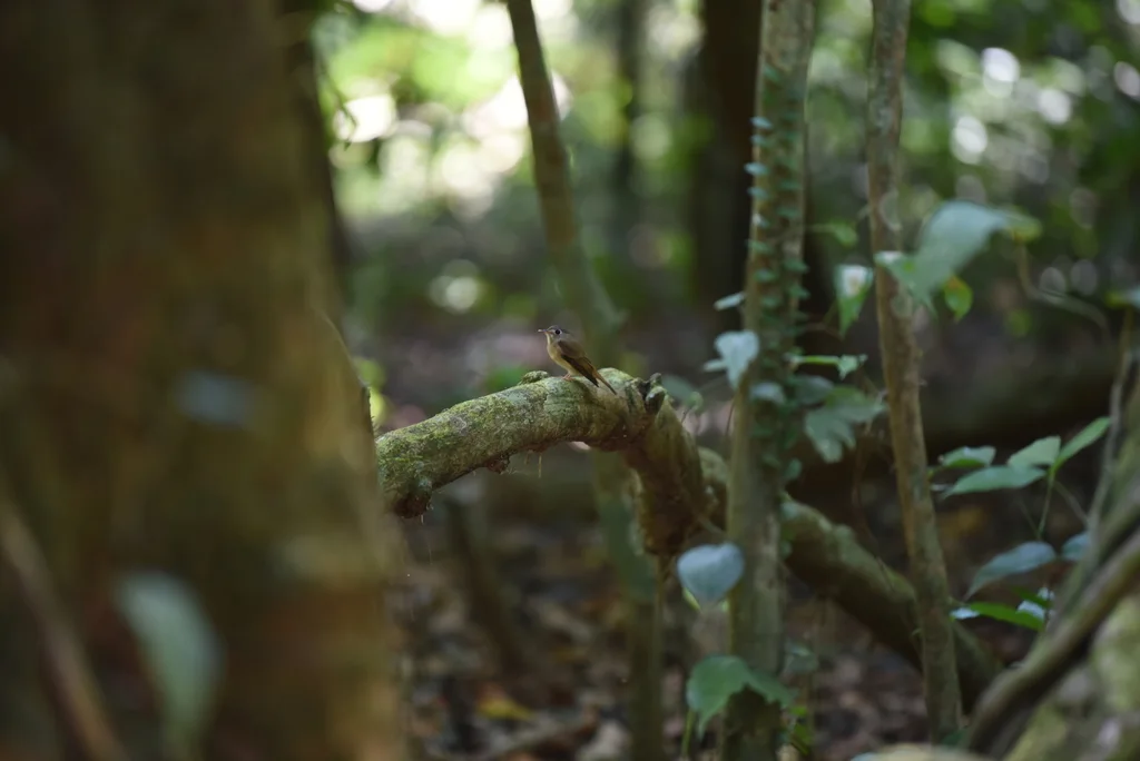 栗尾姬鹟(Ficedula ruficauda)