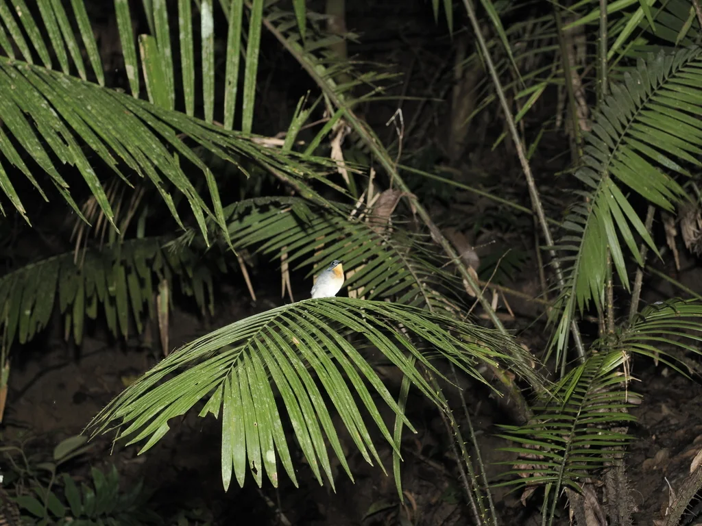 棕喉姬鹟(Ficedula rufigula)