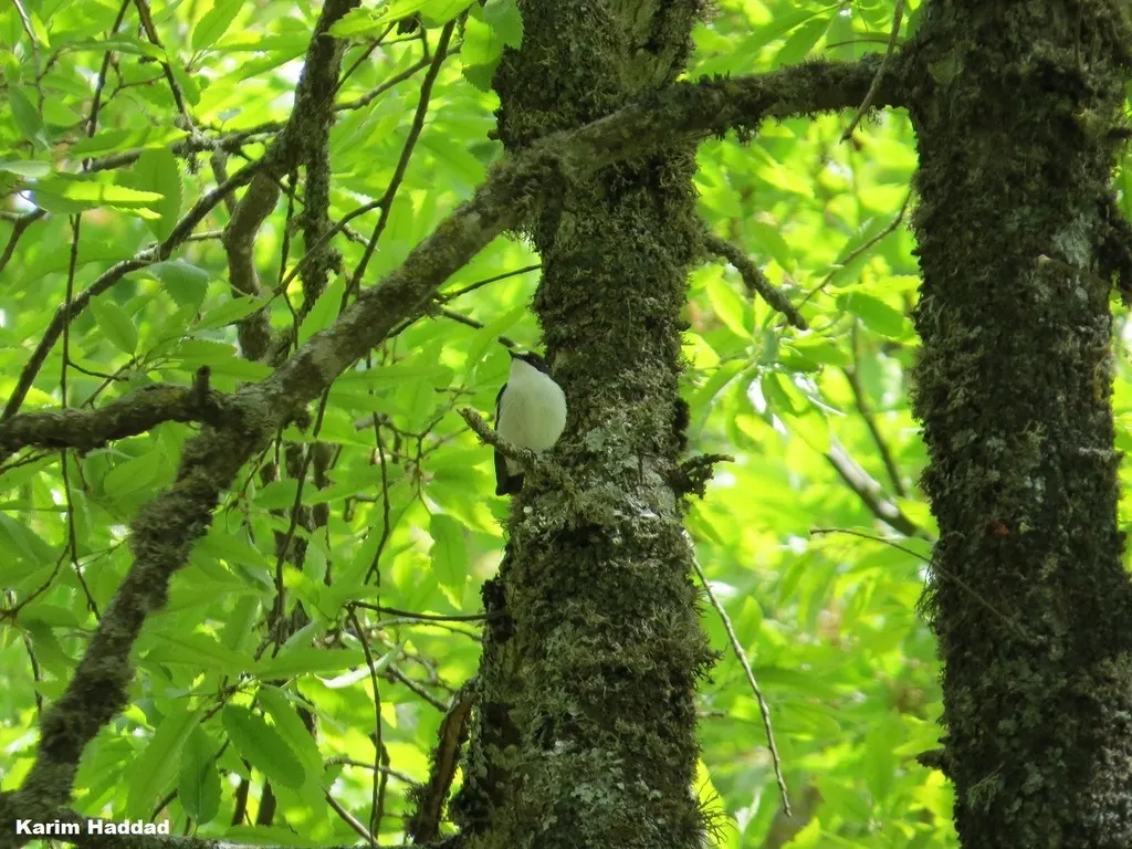 非洲斑姬鹟(Ficedula speculigera)