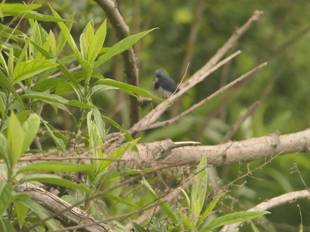 白眉蓝姬鹟(Ficedula superciliaris)