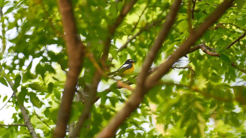 白眉姬鹟(Ficedula zanthopygia)