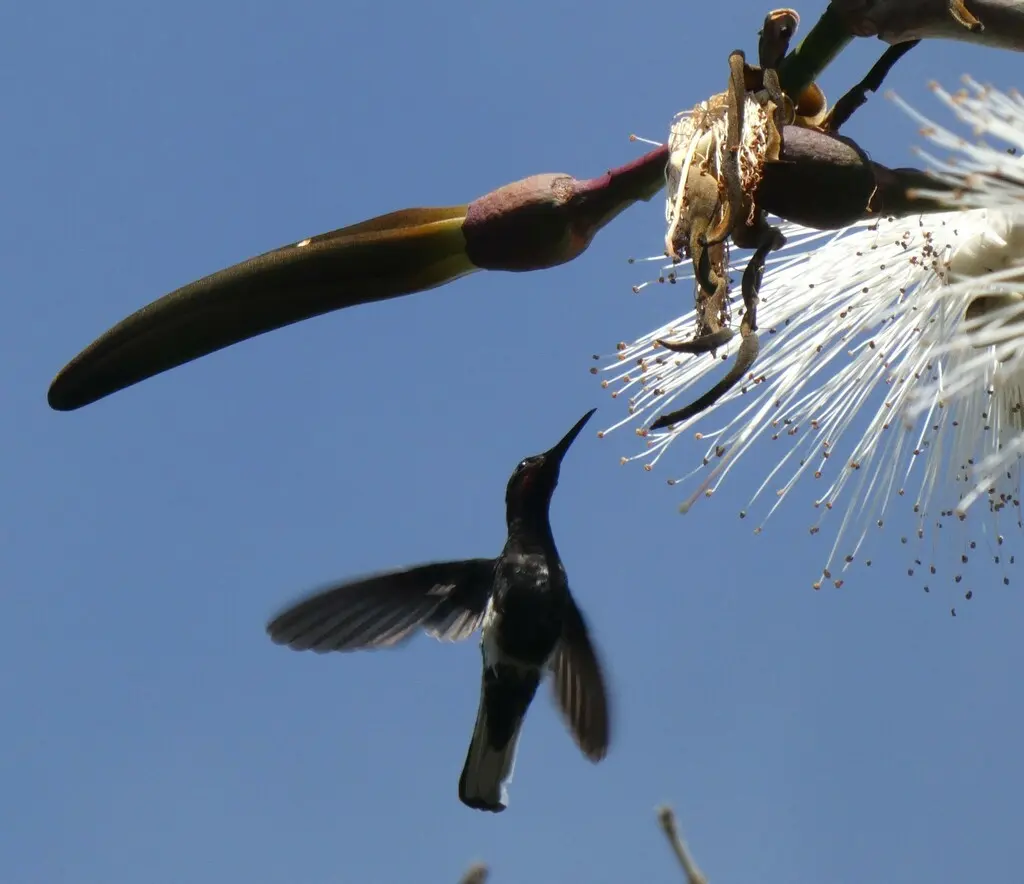 黑蜂鸟(Florisuga fusca)