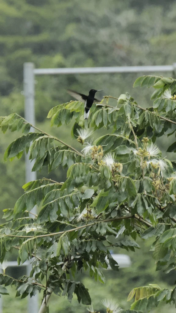 黑蜂鸟(Florisuga fusca)