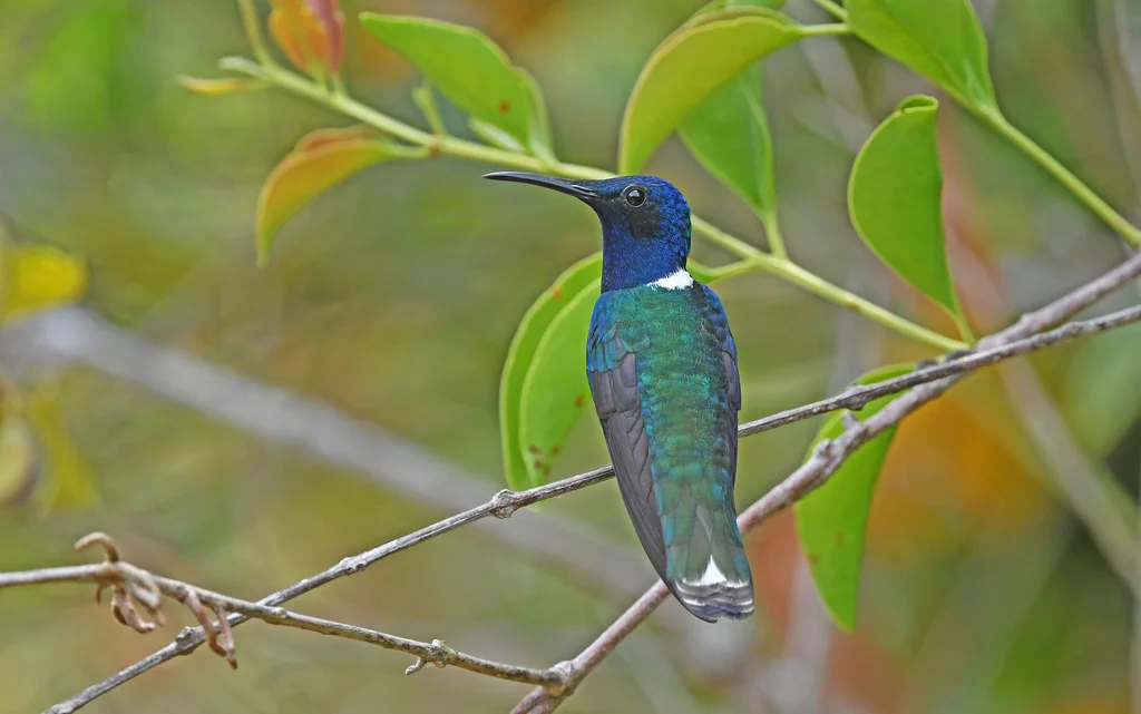 白颈蜂鸟(Florisuga mellivora)