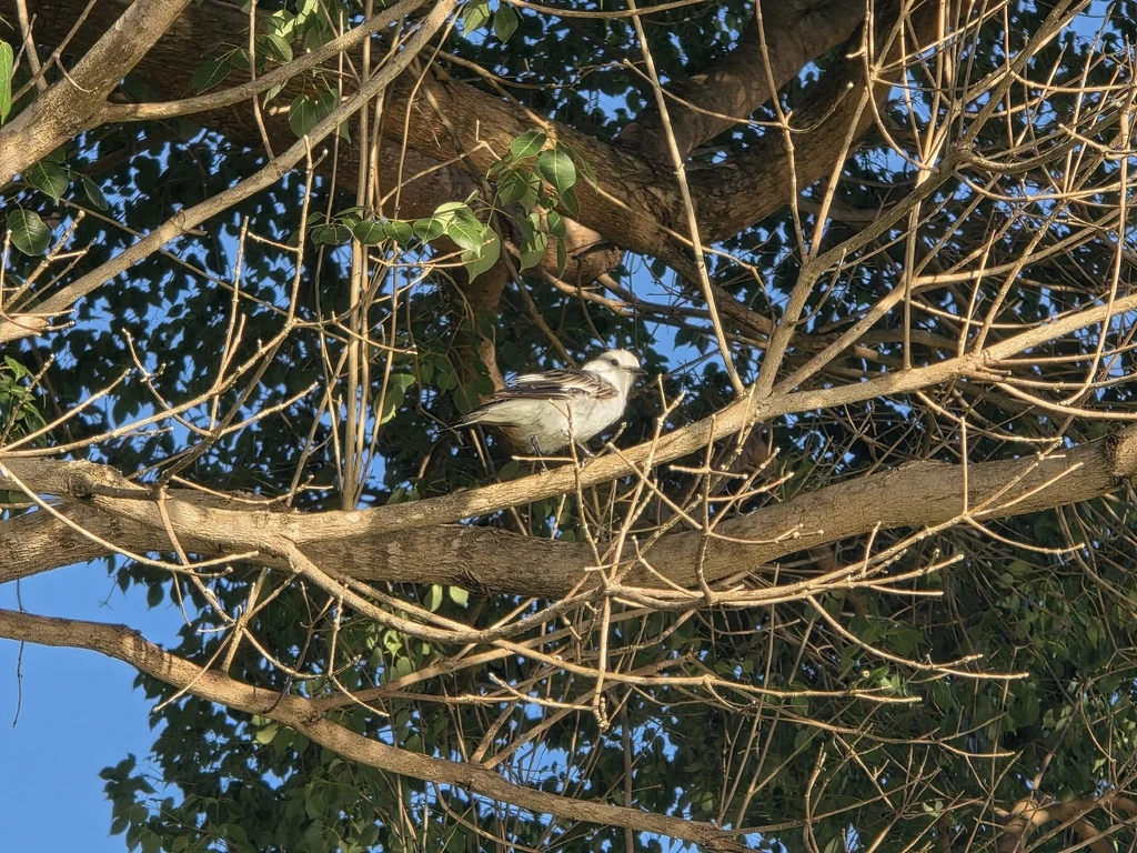 黑背水霸鹟(Fluvicola albiventer)