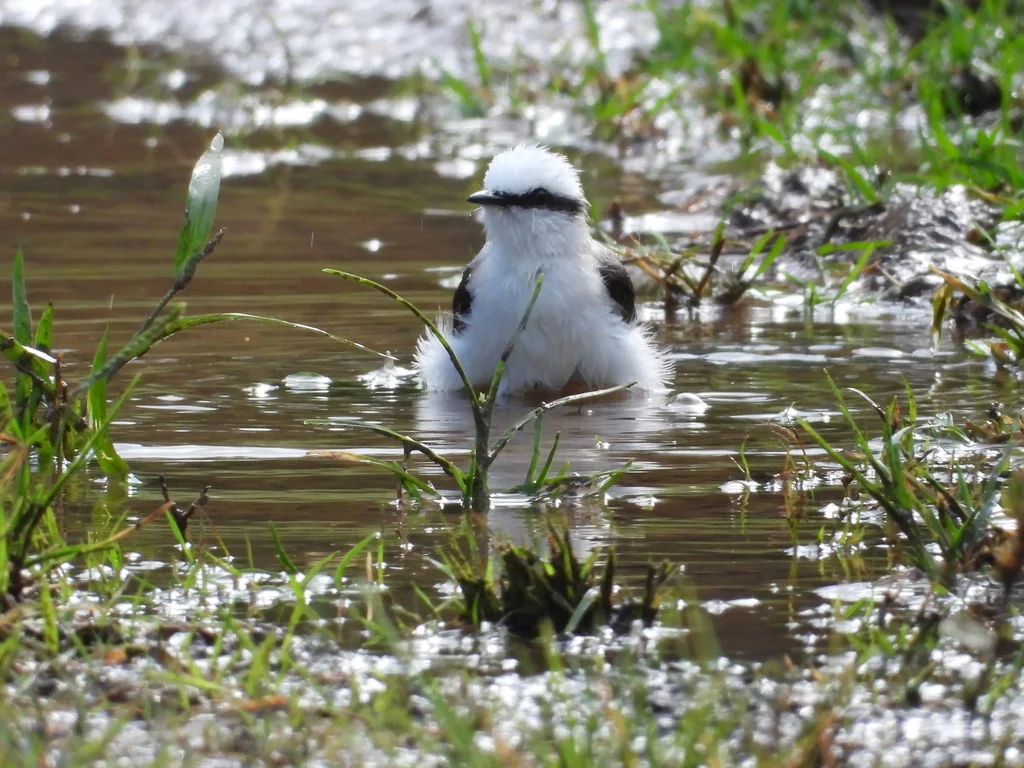 花脸水霸鹟(Fluvicola nengeta)