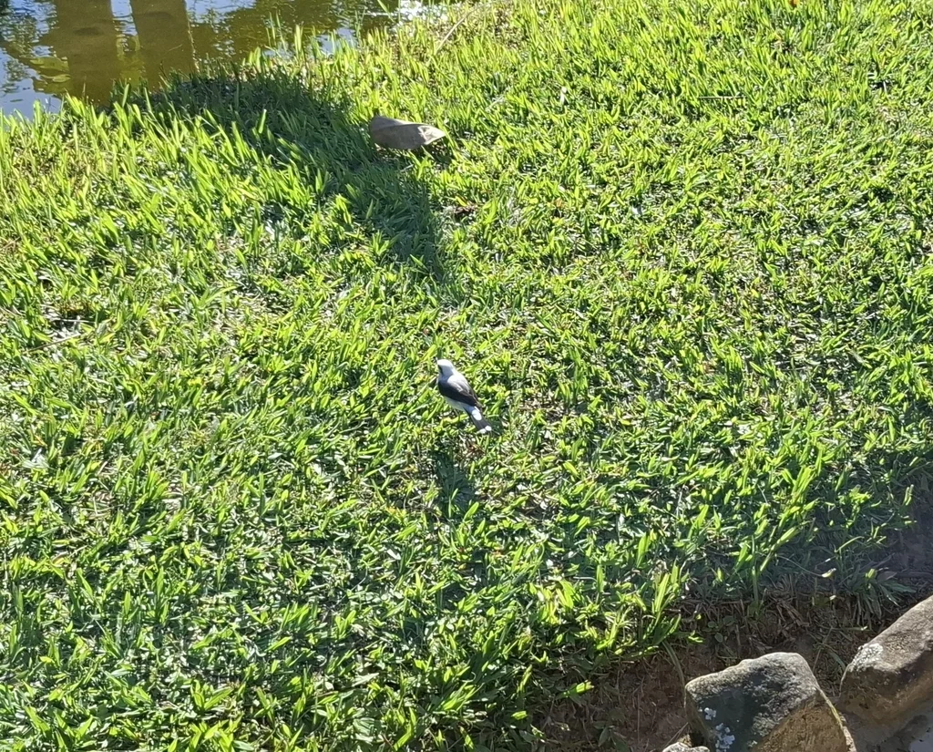 花脸水霸鹟(Fluvicola nengeta)