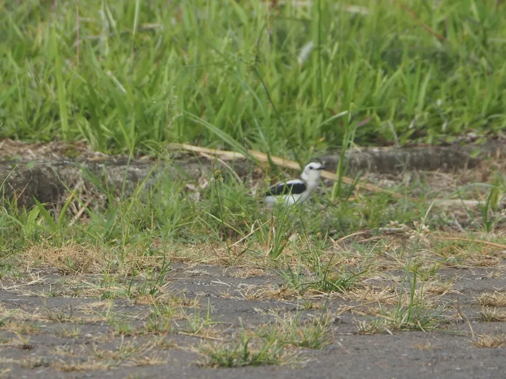 斑水霸鹟(Fluvicola pica)