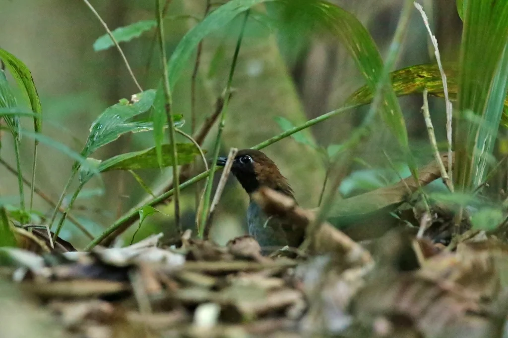 黑脸蚁鸫(Formicarius analis)