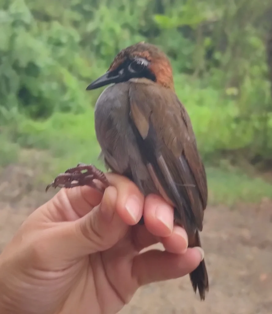 黑脸蚁鸫(Formicarius analis)