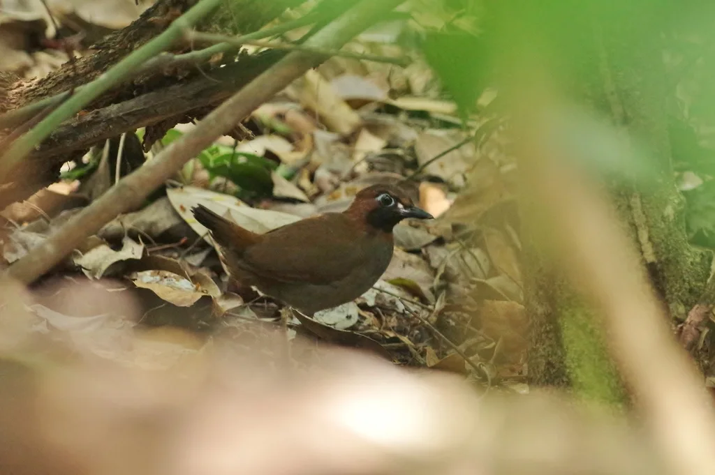 玛雅蚁鸫(Formicarius moniliger)