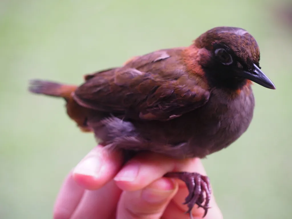 玛雅蚁鸫(Formicarius moniliger)
