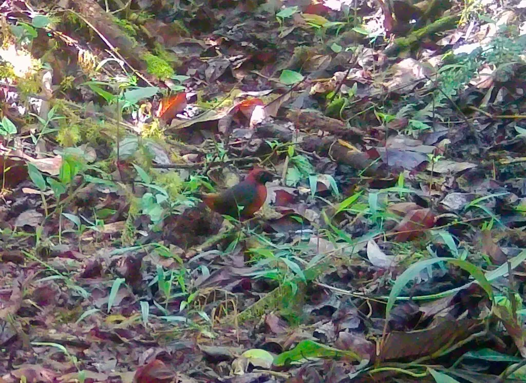 棕胸蚁鸫(Formicarius rufipectus)