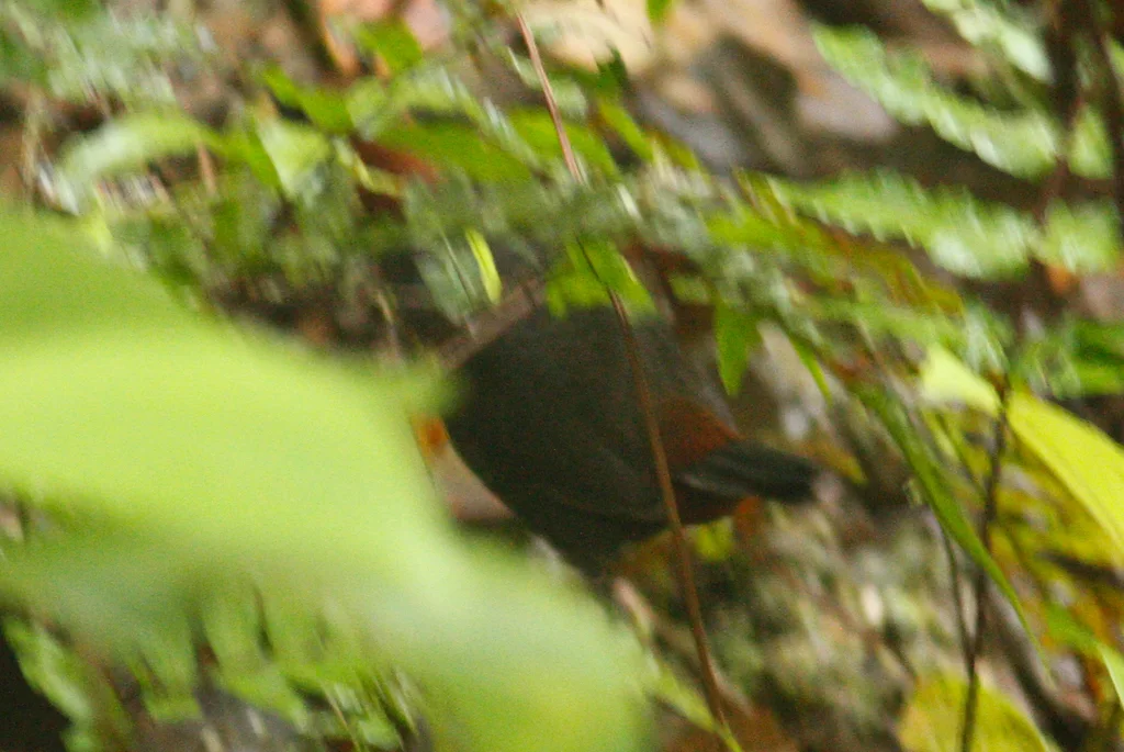 棕胸蚁鸫(Formicarius rufipectus)