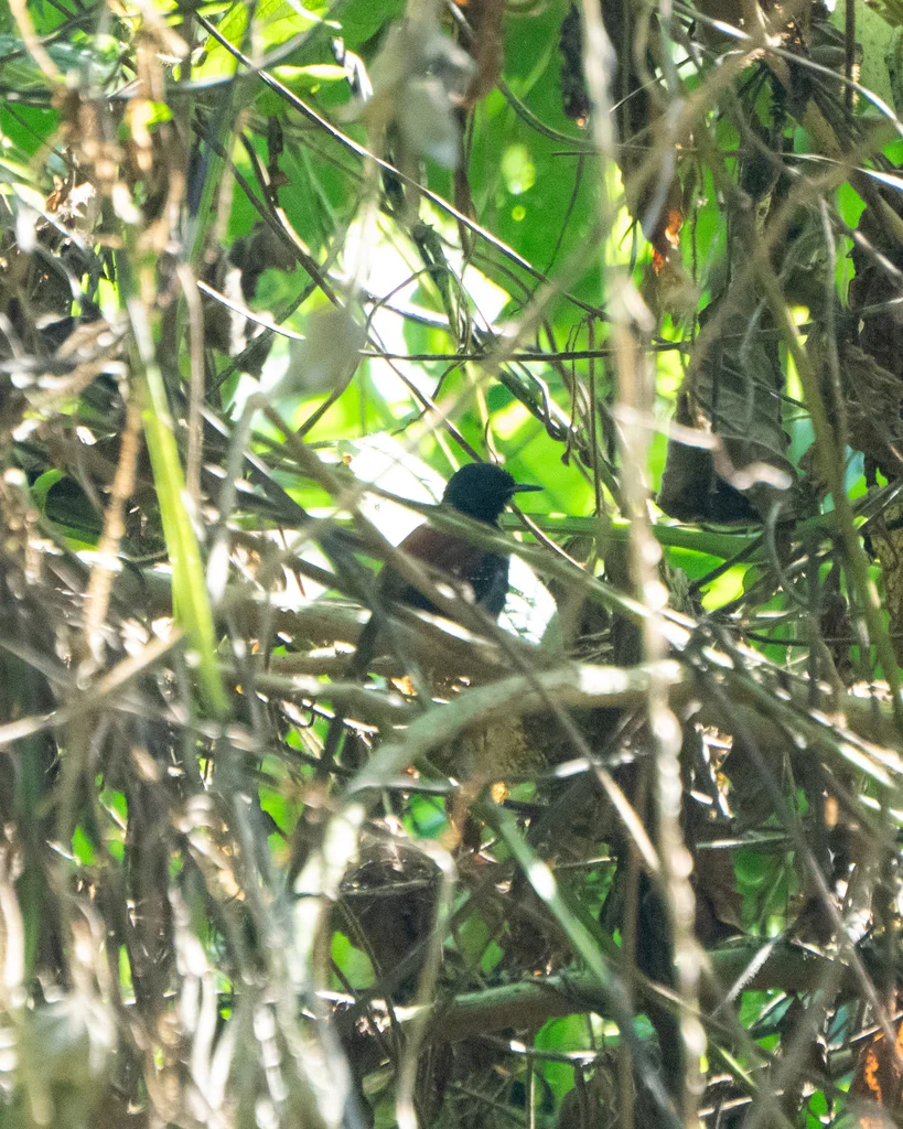 黑巾蚁鹩（Formicivora erythronotos）