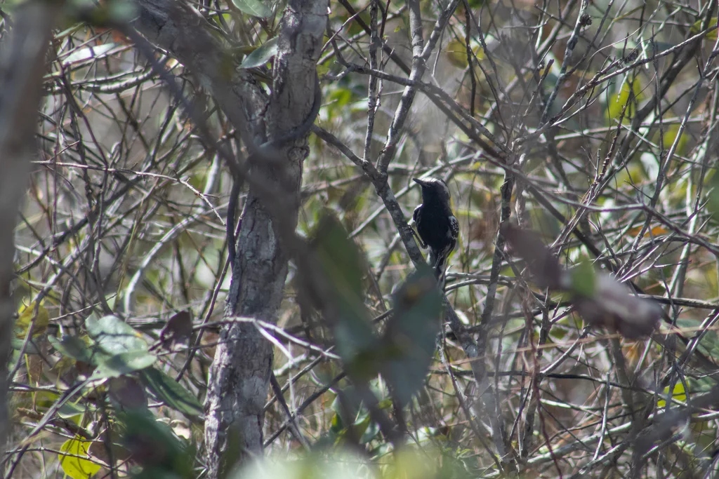 黑腹蚁鹩(Formicivora melanogaster)