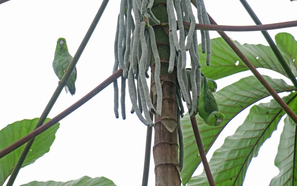太平洋鹦哥(Forpus coelestis)