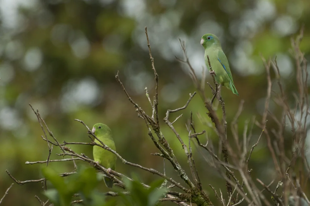 蓝眶鹦哥(Forpus conspicillatus)