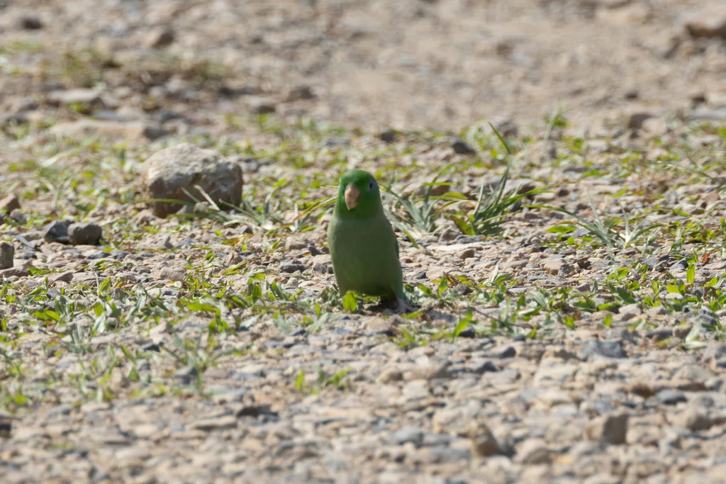 蓝眶鹦哥(Forpus conspicillatus)