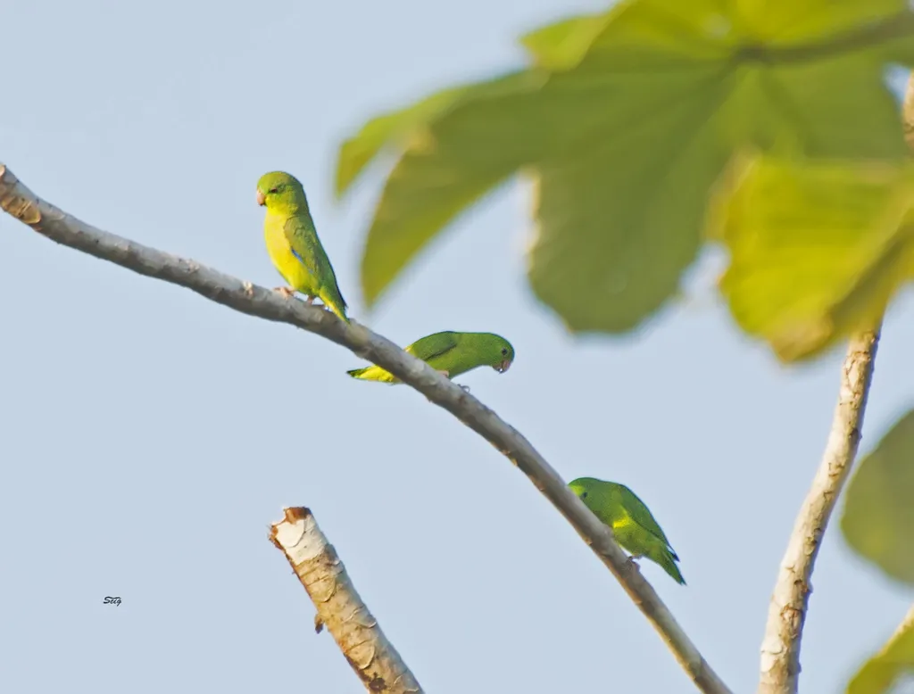大嘴鹦哥(Forpus crassirostris)