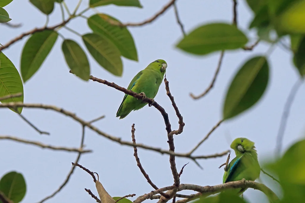 蓝腰鹦哥(Forpus cyanopygius)